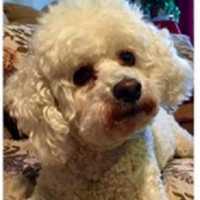 Therapy Dog Works With Young Readers At Poughkeepsie Library