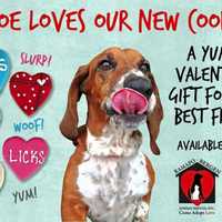 <p>Oakland&#x27;s animal shelter is offering pet-friendly cookies and adoption discounts at its holiday event.</p>
