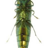 <p>An adult emerald ash borer.</p>