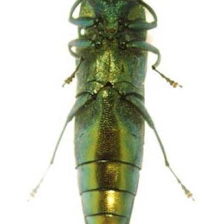 An adult emerald ash borer.