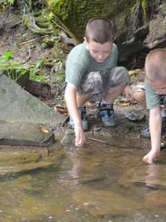 Lewisboro Land Trust Presents Vernal Pool Exploration For Families