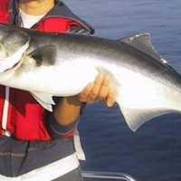 Greatest Bluefish Tournament Offers Long Island Sound Anglers $40K In Prizes