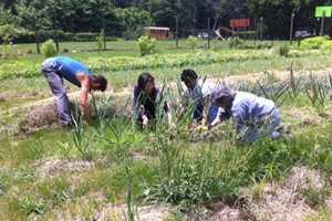 WESPAC To Celebrate Earth Day With Greenburgh Garden Event