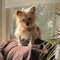 Police Asking Public For Help Locating Alleged Dognapper On Long Island