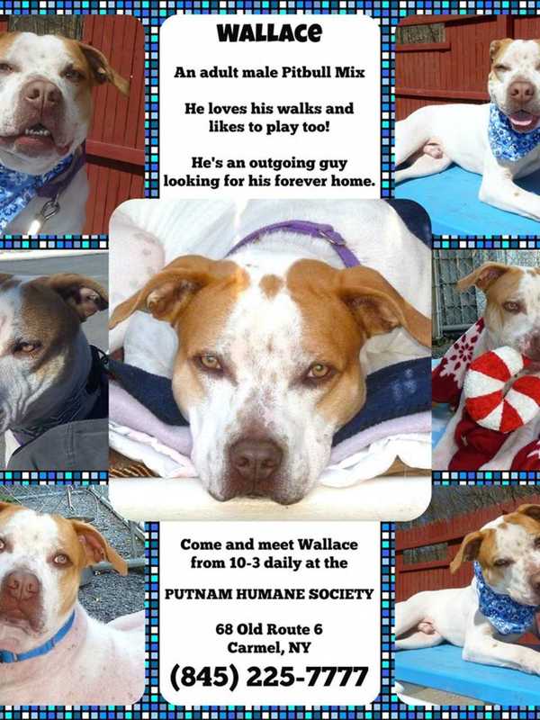 Dog Lovers Invited To Meet Wallace At Putnam Humane Society