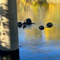Pickup Truck Crashes Into River On I-84 In Hudson Valley, Seriously Injuring Driver