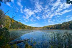 174-Acre Wilderness That Includes 'Great Swamp' To Be Protected In Area