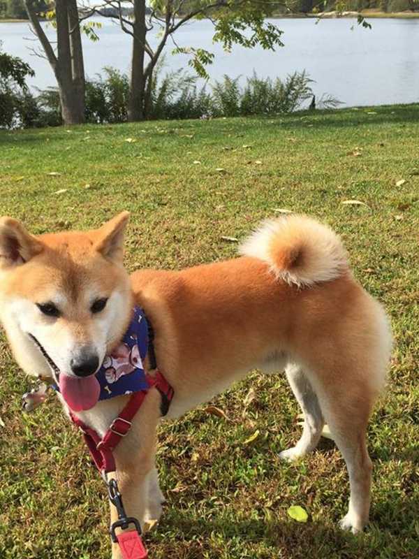 Shiba Inu Missing In New Rochelle