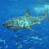 Great White Sharks Heading North As Waters Are Getting Warmer
