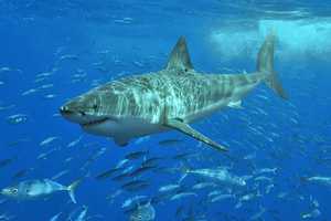 Great White Sharks Heading North As Waters Are Getting Warmer