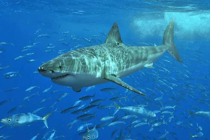 Great White Sharks Heading North As Waters Are Getting Warmer