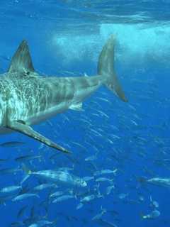 Family Calls Great White Shark Sighting Off NJ Shore 'Life-Changing'