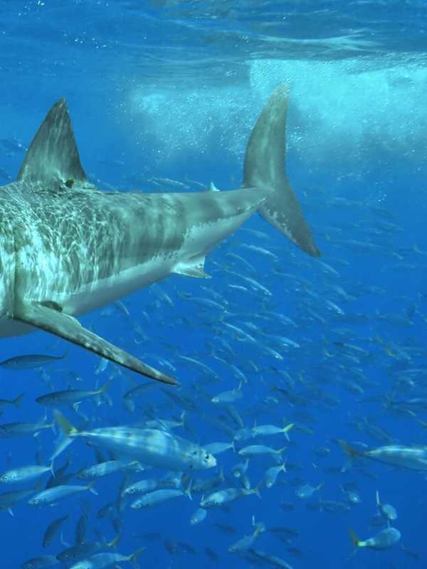 Family Calls Great White Shark Sighting Off NJ Shore 'Life-Changing'