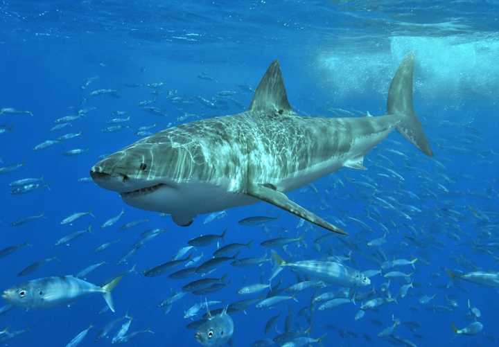 A young great white shark was an unexpected guest during a family fishing trip Sunday off the Jersey Shore, CBS New York reports.