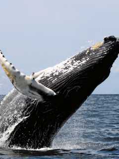 Humpback Whale Spotted Off Long Island Sound