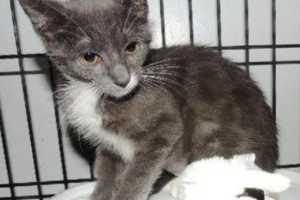 Winnie Poo Is The SPCA Of Westchester's Pet Of The Week