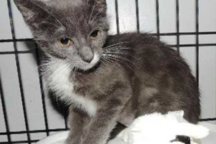 Winnie Poo Is The SPCA Of Westchester's Pet Of The Week