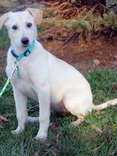 Lyndhurst To Hold Licensing Clinic For Cats & Dogs