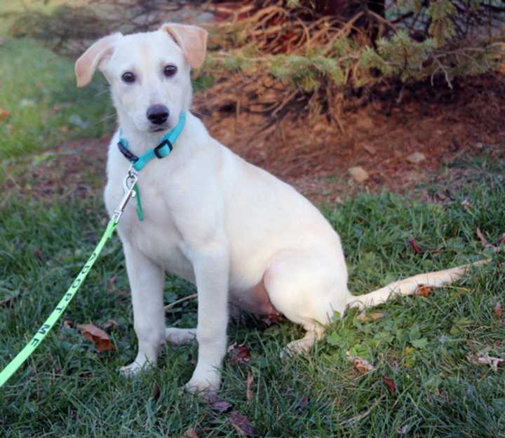 Winnie is among the dogs rescued from a &quot;high kill&quot; shelter on Nov. 21 by Pet Rescue of Harrison. Winnie and other dogs, puppies, cats and kittens can be adopted from the facility at 7 Harrison Ave. in Harrison.