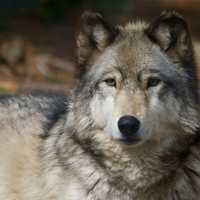 Bridgeport's Beardsley Zoo Leads The Pack In Supporting Endangered Wolves