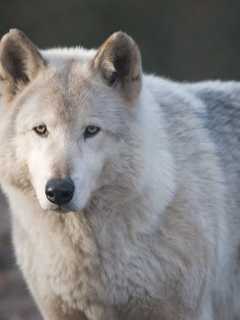 Wolf Conservation Center Offers 'Nature Play For Toddlers'