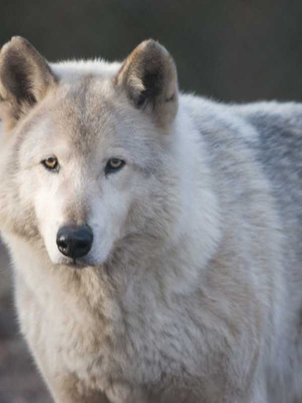 Wolf Conservation Center Offers 'Nature Play For Toddlers'