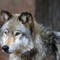 <p>Two Mexican gray wolves at Beardsley Zoo in Bridgeport braved root canals and tooth extractions recently.</p>