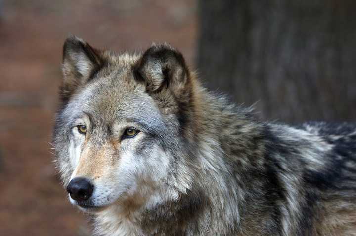 Two Mexican gray wolves at Beardsley Zoo in Bridgeport braved root canals and tooth extractions recently.