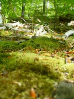 Wilton's Woodcock Nature Center Gears Up For Earth Day