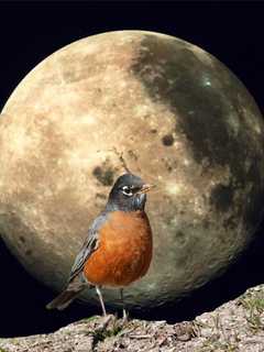 Come To New Rochelle High School Planetarium For Viewing Of Worm Moon