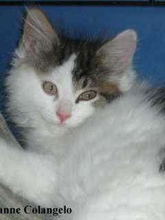Putnam Humane Society Features Wynonna As Pet Of The Week