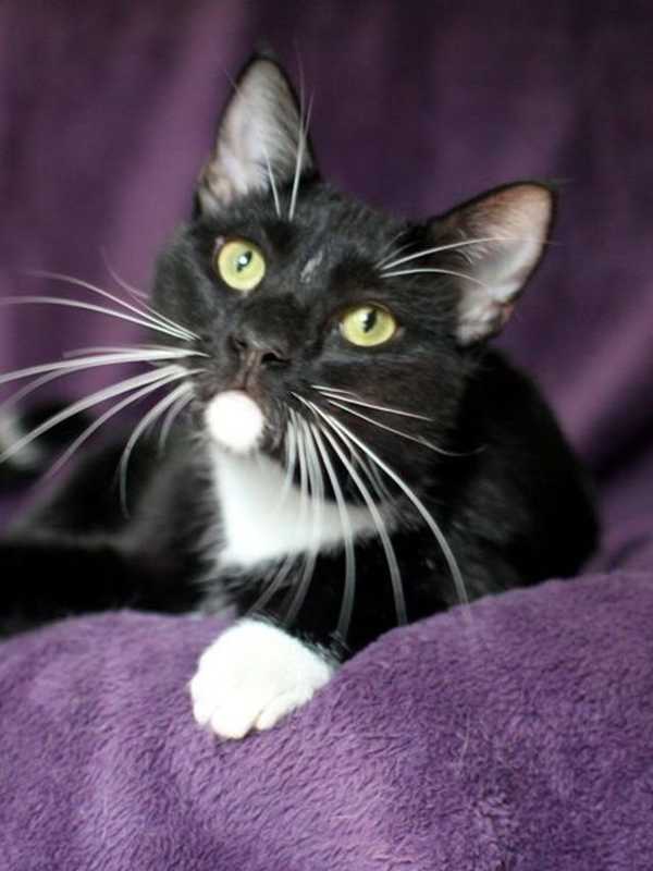 Rockland County Animal Shelter Introduces Xena