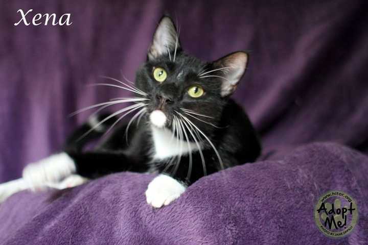 Xena is one of the pets available for adoption at Hi Tor.