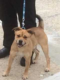 Do You Know Him? Dog Found In Yonkers