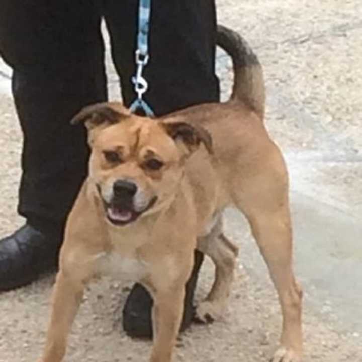 This little brown dog was found near the corner of Sterling and Scott avenues in Yonkers around 1 p.m. Thanksgiving Day. He is awaiting his family at the Yonkers Animal Shelter on Ridge Hill Boulevard.