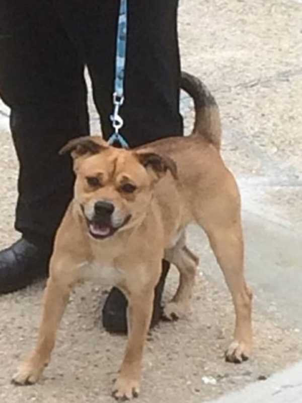 Do You Know Him? Dog Found In Yonkers