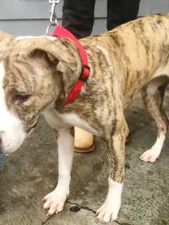 Authorities Track Down Yonkers Man Charged With Stabbing Pit Bull In Back