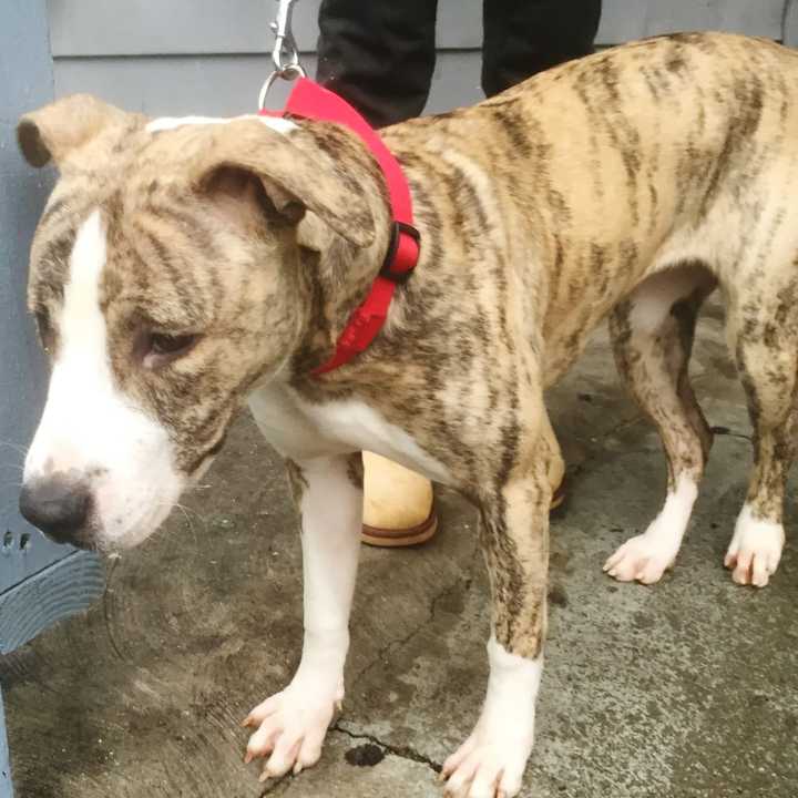 A pit bull was stabbed by a Yonkers man.