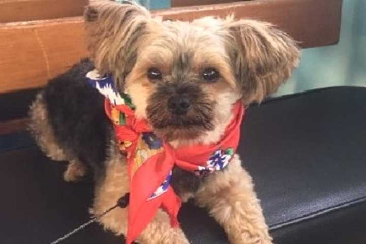 SEEN HIM? 5-Year-Old Yorkie Stolen In Clifton Home Burglary