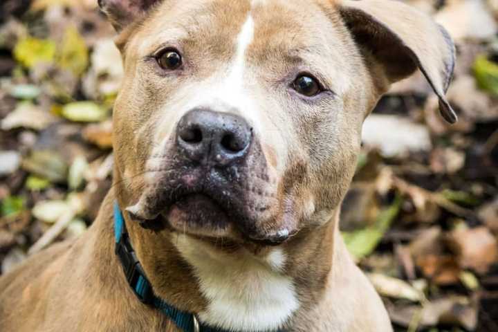 Dog In Long Island Shelter, Smart, Enjoys Nature, Needs Home