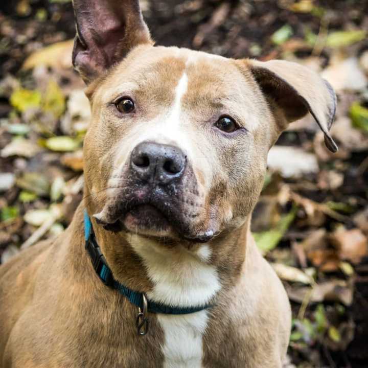 Long Island animal shelter resident Zeus is a smart dog who loves nature in need of a home.