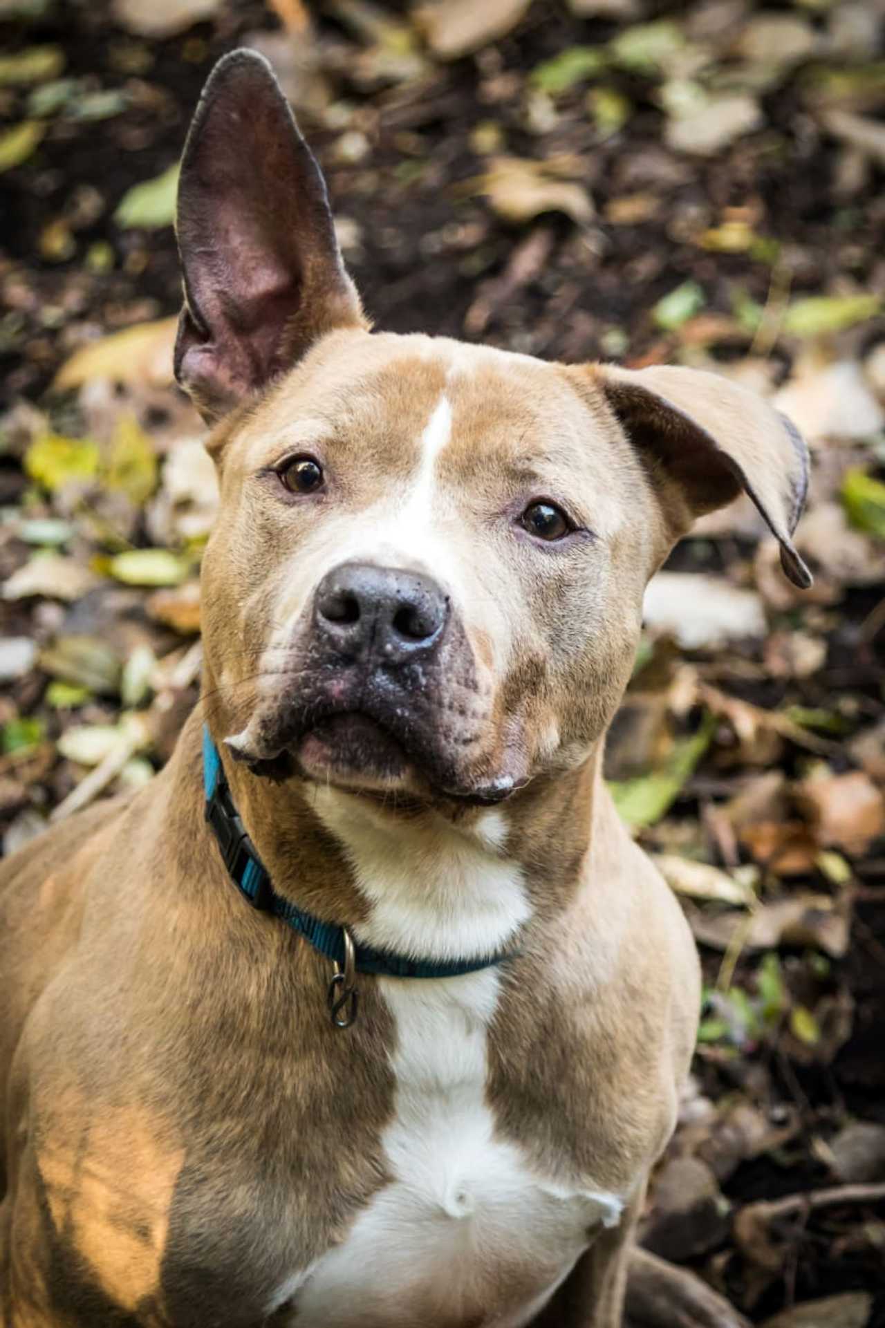 Dog In Long Island Shelter, Smart, Enjoys Nature, Needs Home ...