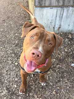 'Friendly, Smart, Playful' Zeus Is Putnam SPCA's Pet Of The Week