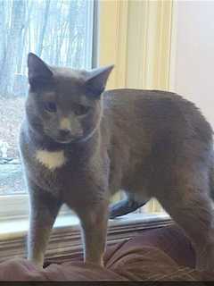 Putnam Humane Society Asks Public To Help Find Lost Brewster Kitty