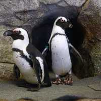 <p>Two of the penguins who will be visiting the Beardsley Zoo in Bridgeport through Sept. 30.</p>