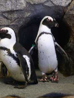 Penguins On Parade, Speeding Motorcyclist Top Week's News In Bridgeport