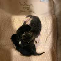 <p>Police officers found three newborn kittens when answering a call for a suspicious box.</p>