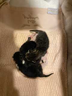 Newborn Kittens Found Abandoned In Calvin Klein Shoebox, New Canaan Police Say