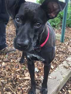 Abby Is SPCA Pet Of The Week
