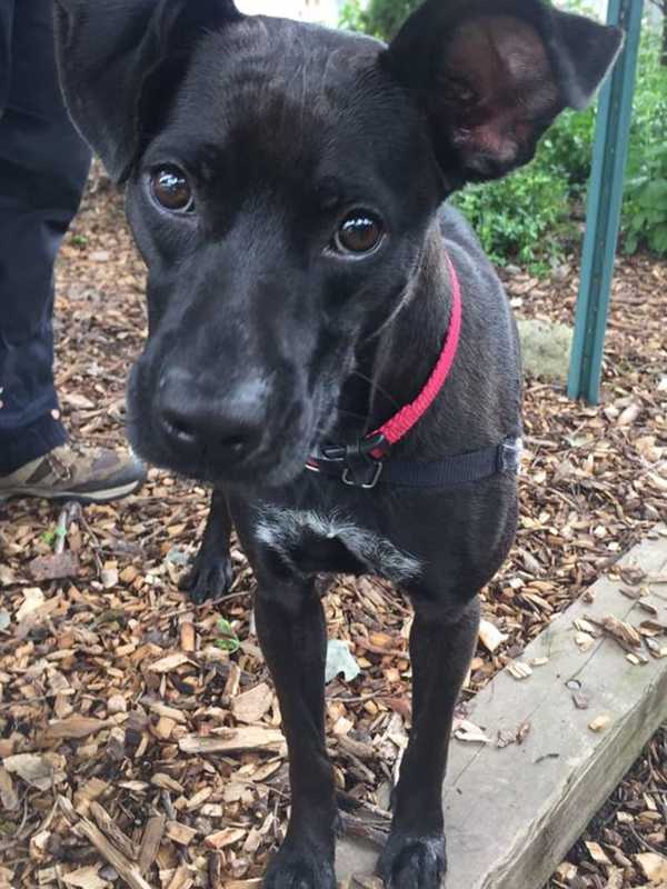 Abby Is SPCA Pet Of The Week